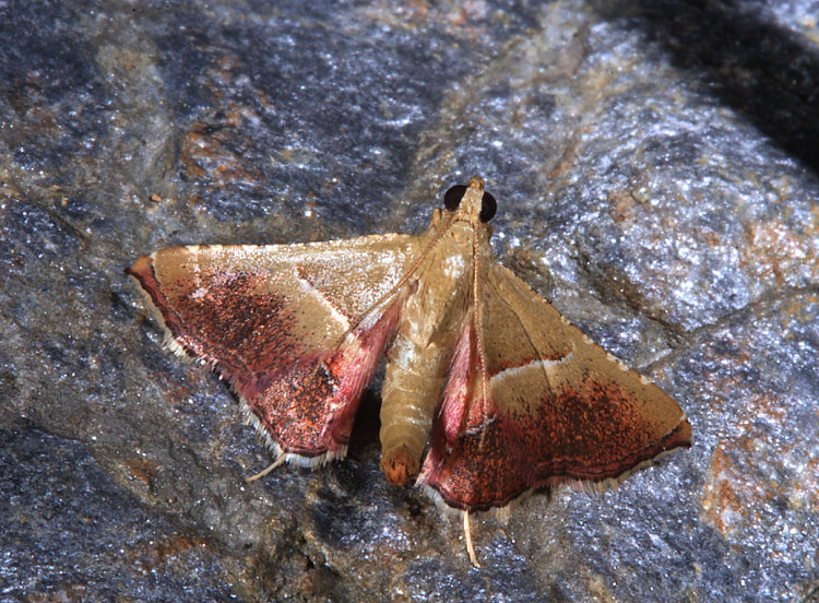 Endotricha consocia