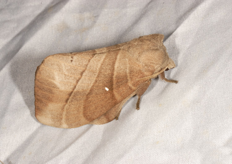 jǬ\ Lebeda nobilis 