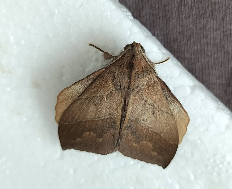 Hu\ Arguda horishana