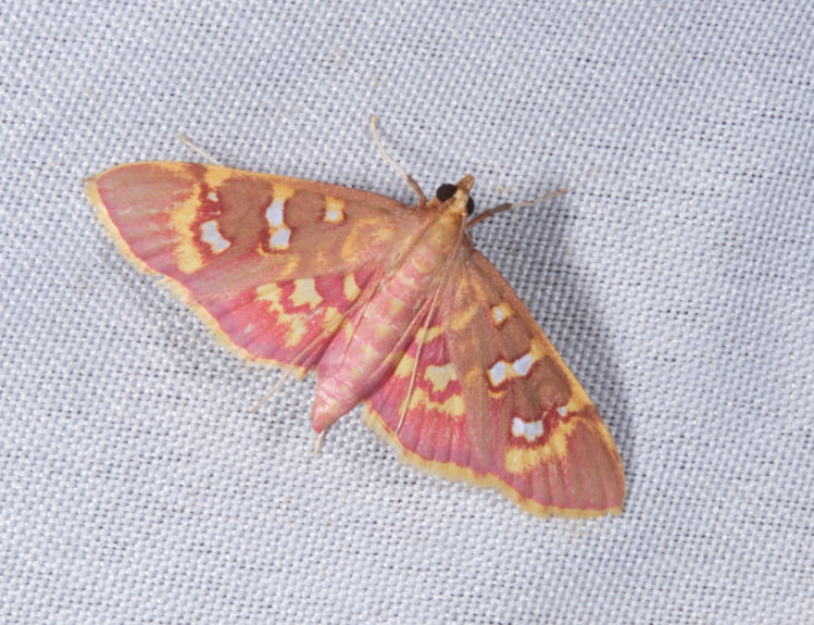 艷瘦翅野螟蛾 Rhectothyris gratiosalis
