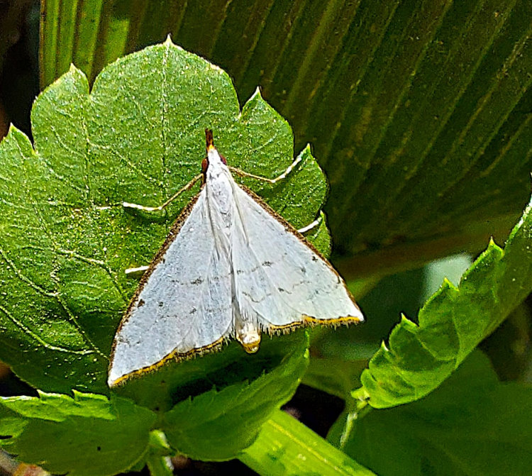 Ȭ Ramila sp.