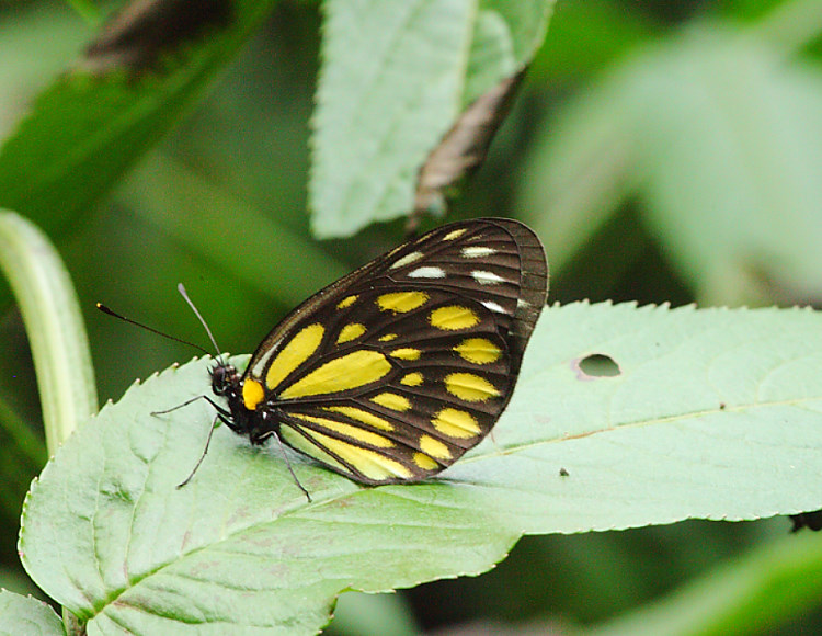 s Aporia agathon moltrechti