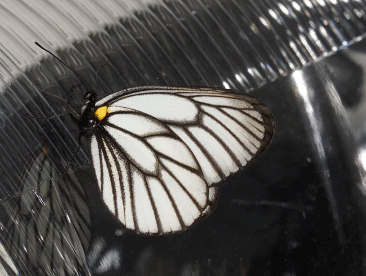`s Aporia potanini insularis