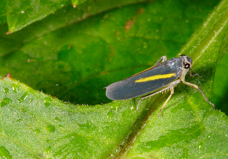 Ya Shortcrowna flavocapitata 