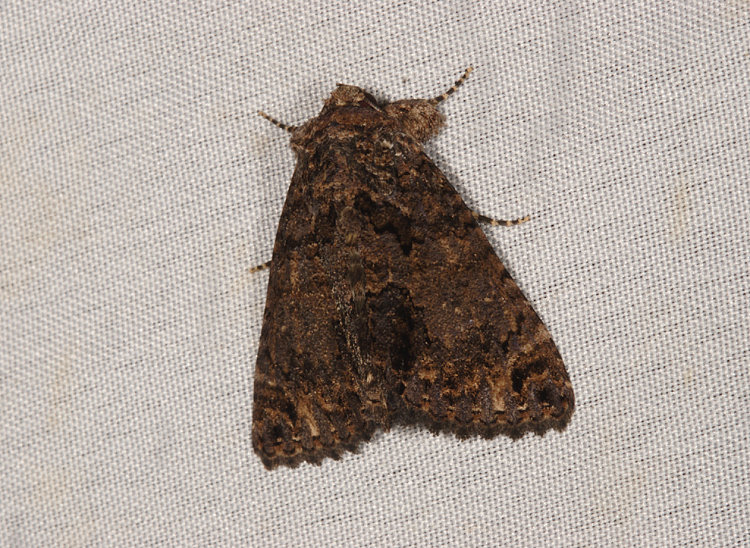 厚裳蛾 Erygia apicalis