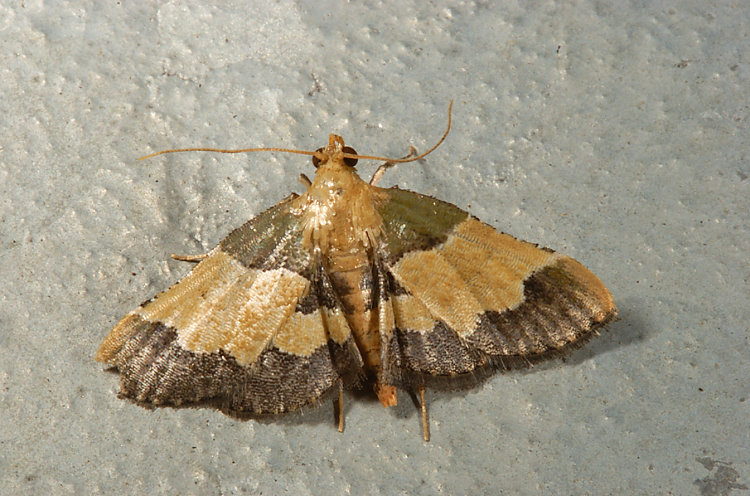  Pyralis centralis 