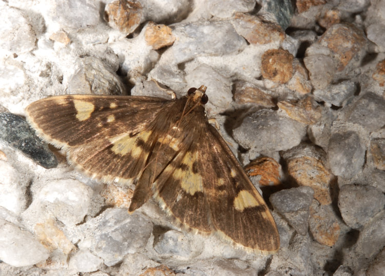 񳥿 Hemopsis dissipatalis