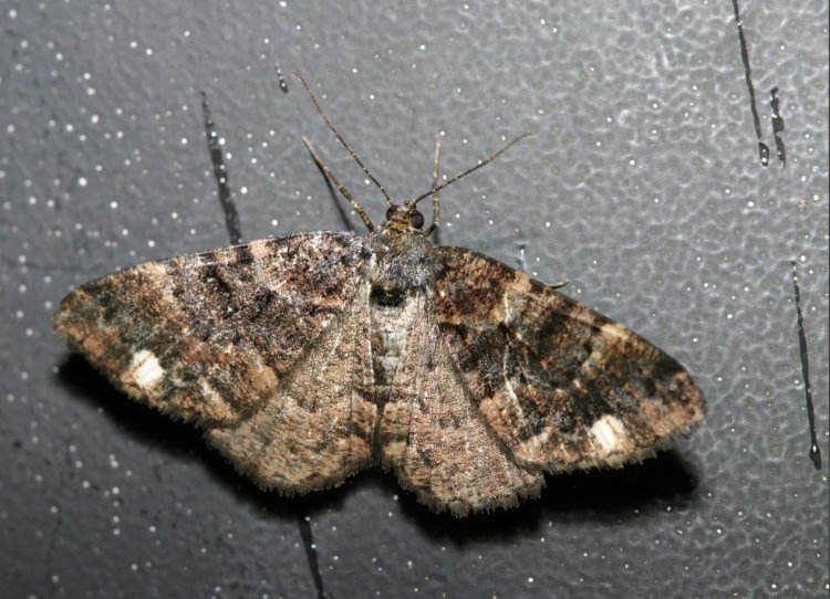  tiظ Monocerotesa conjuncta