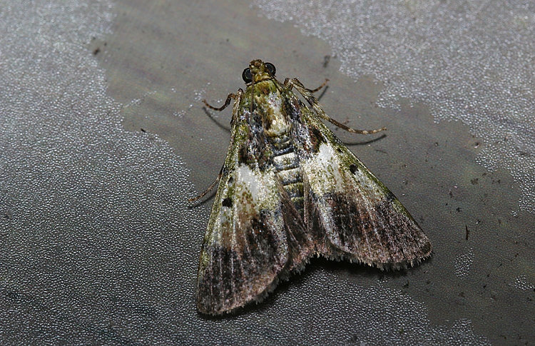 網叢螟屬 Teliphasa amica