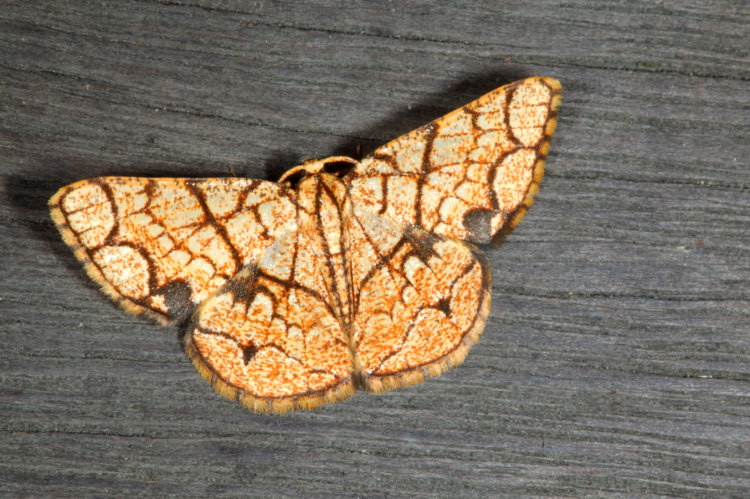 大斑四格尺蛾 Heterostegane subtessellata