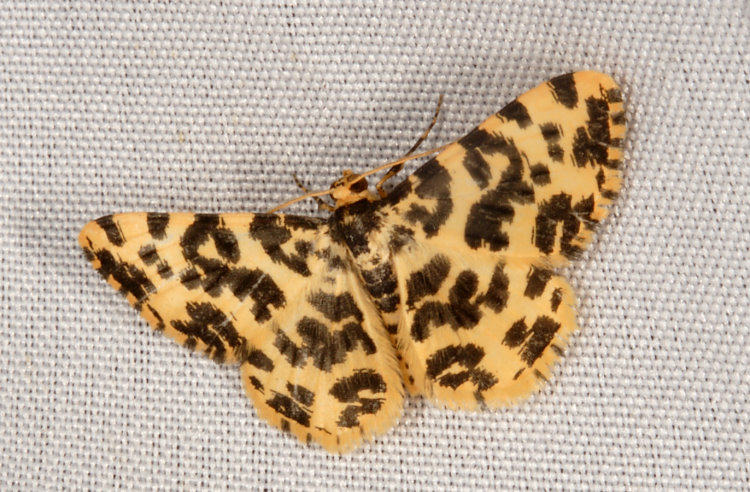  \ظ Monocerotesa abraxides 