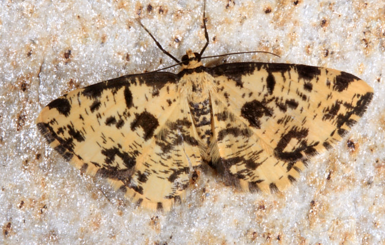 單帶刮紋尺 Monocerotesa unifasciata