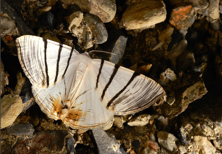 ױaظ  Myrteta angelica 