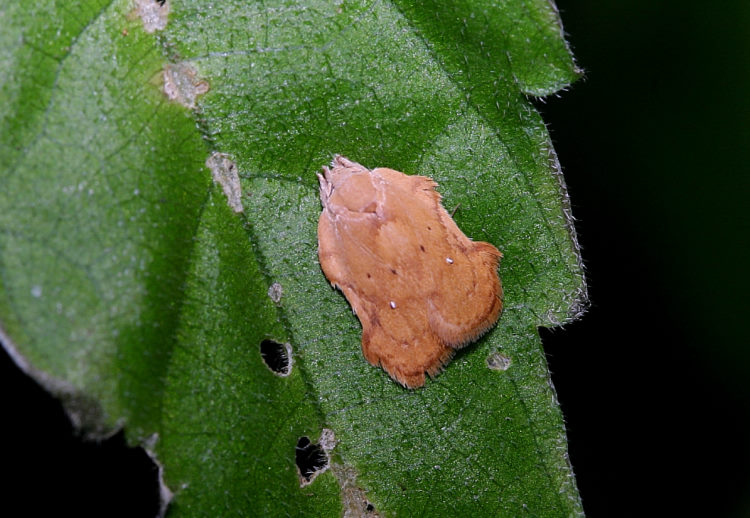   Acria  sp.