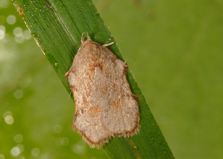   Acria  sp. 