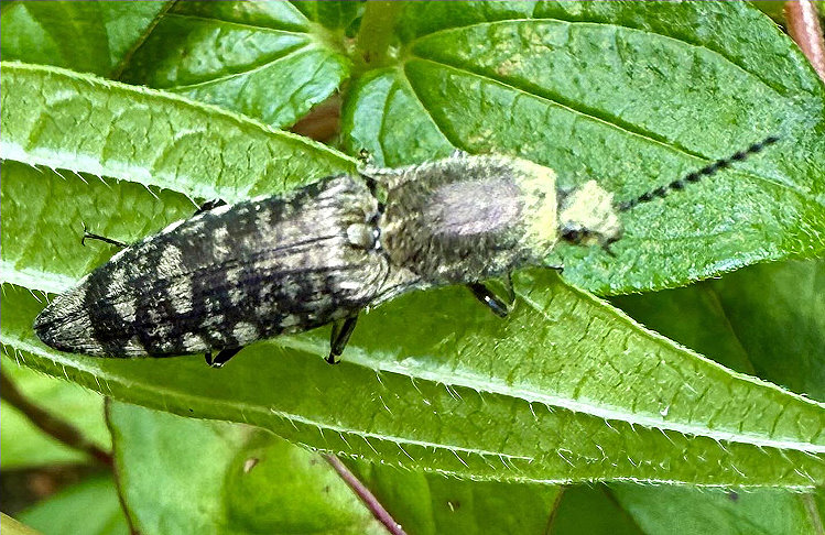 Actenicerus  sp. 