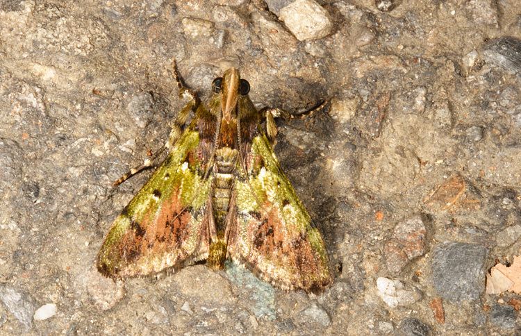 暗網叢螟蛾 Teliphasa nubilosa