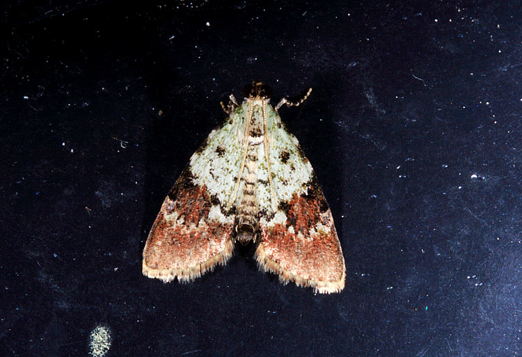 叢螟蛾亞科 Taiwanastrapometis kikuchii