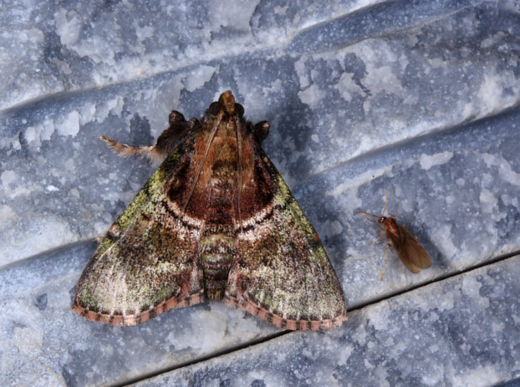   Locastra muscosalis 