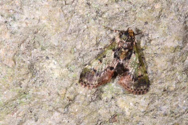  Termioptycha margarita