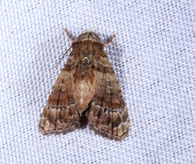 橫帶小尾夜蛾 Chlumetia transversa
