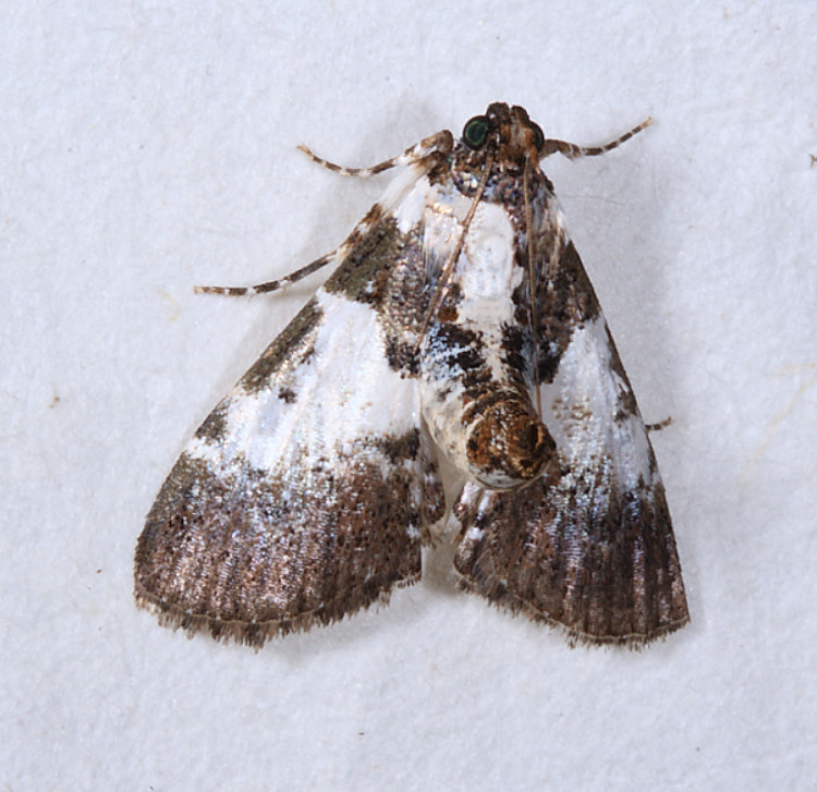 EȬ Termioptycha albifurcalis