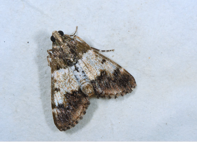 阿米網聚螟蛾 Teliphasa sakishimensis