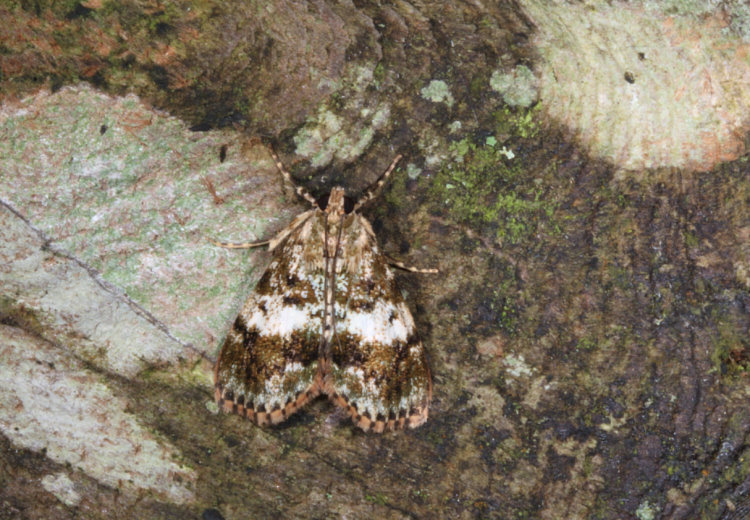 瘤叢螟屬 Orthaga onerata 