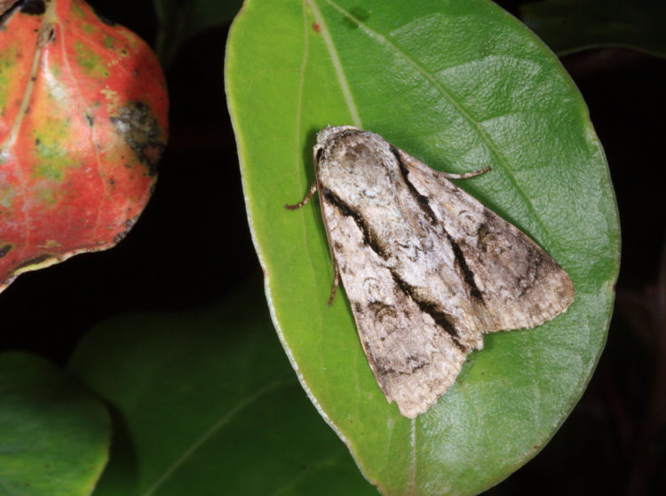  ] Fascionycta fasciata 