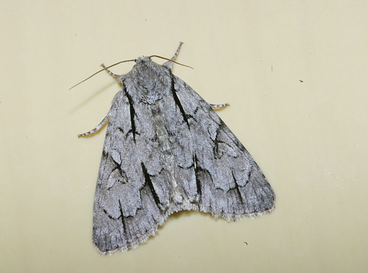 īC] Acronicta intermedia 