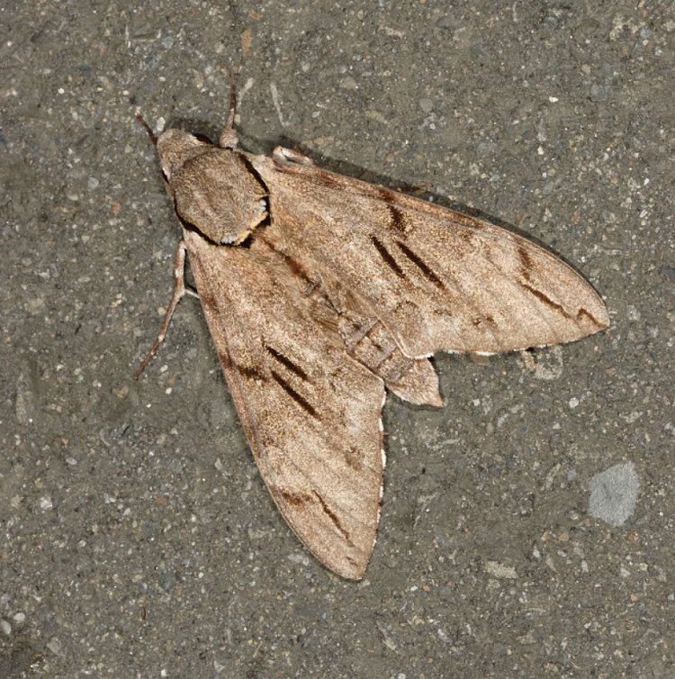 ӱׯѸ Psilogramma increta 