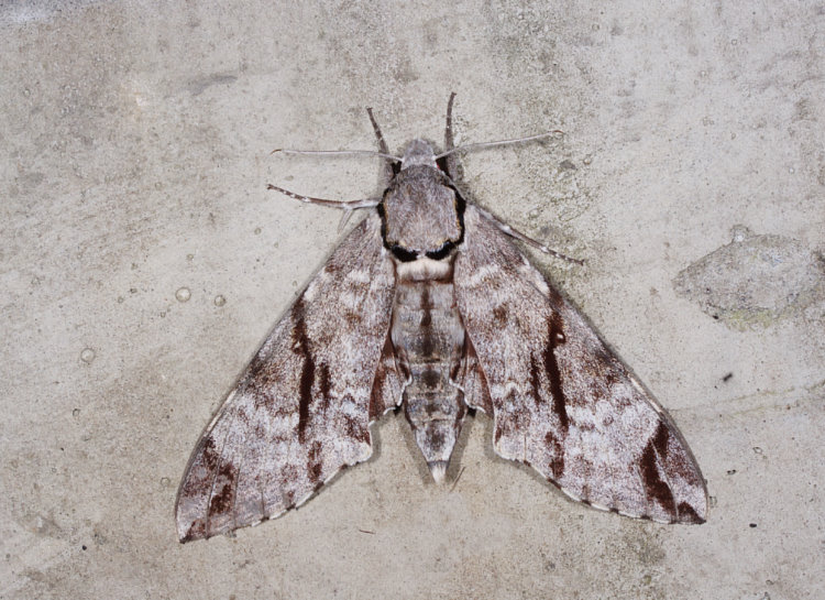 粗斜紋天蛾 Notonagemia analis gressitti