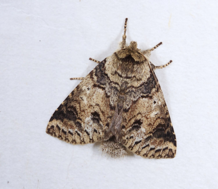 連點新林舟蛾 Neodrymonia basalis seriatopunctata