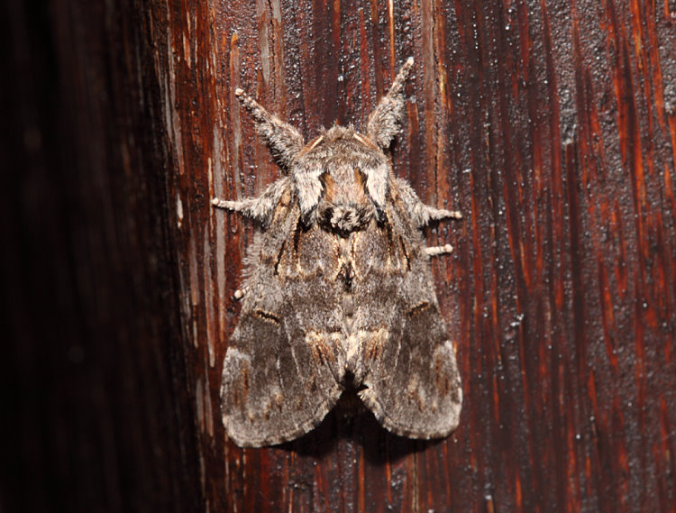 灰舟蛾 Notodonta griseotincta