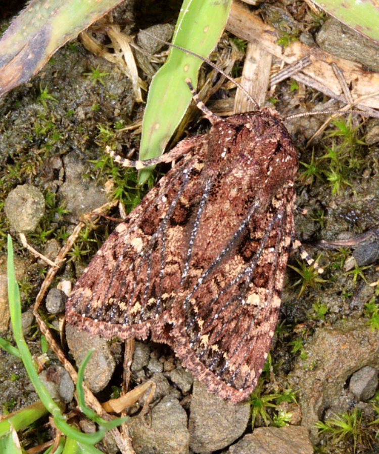 台灣三星棕夜蛾 Feliniopsis tripunctata