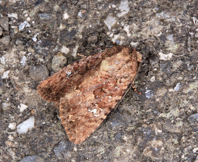 Feliniopsis rubrofusa 