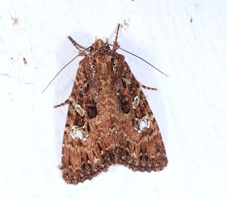 台灣三星棕夜蛾 Feliniopsis tripunctata