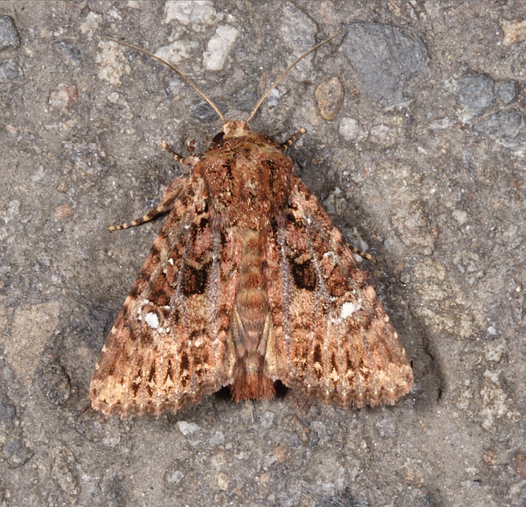 台灣三星棕夜蛾 Feliniopsis tripunctata
