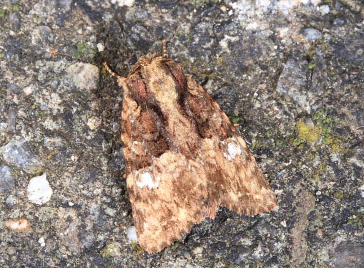 玫紅三星棕夜蛾 Feliniopsis rubrofusa
