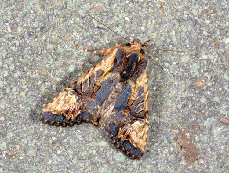 IQ] Nyctycia strigidisca nigridorsi 