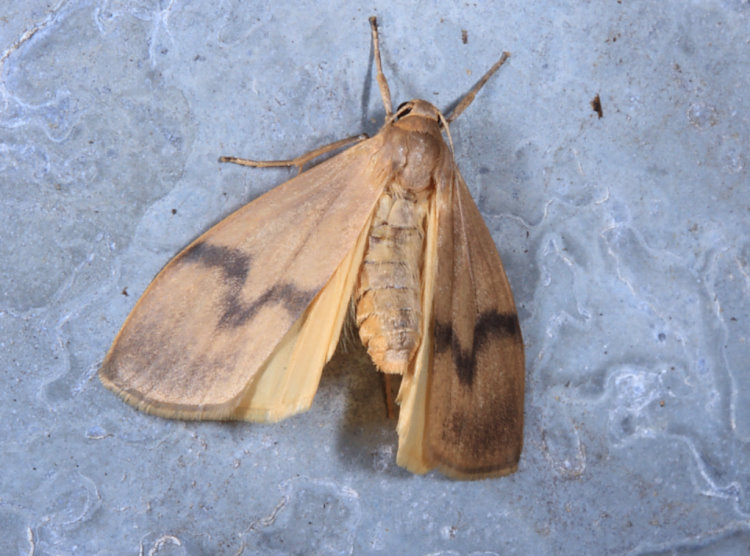 OWYa Teuloma tainebula