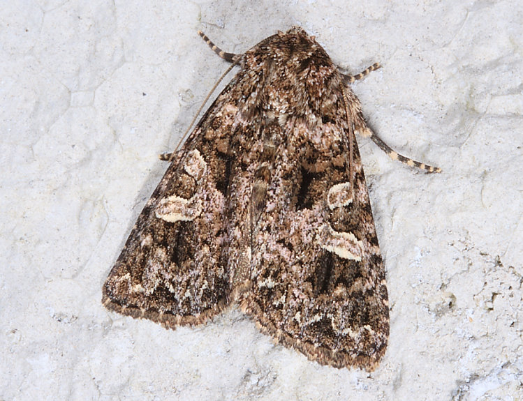 ] Sideridis honeyi 