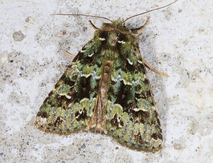 羅夜蛾  Plexiphleps stellifera