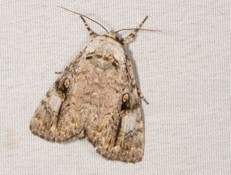 w] Anacromicta nitida
