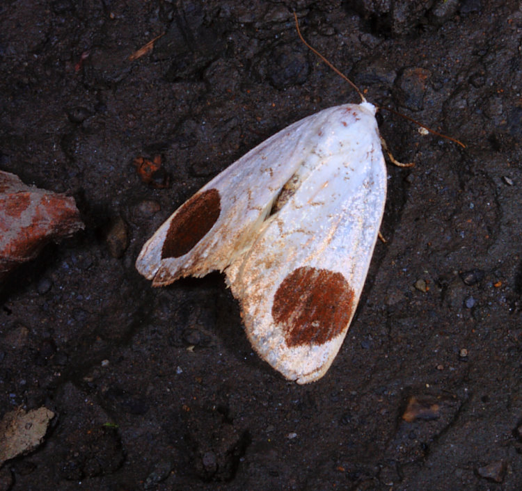 ] Sphragifera sigillata taimacula 