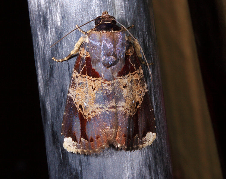 ] Callyna jugaria