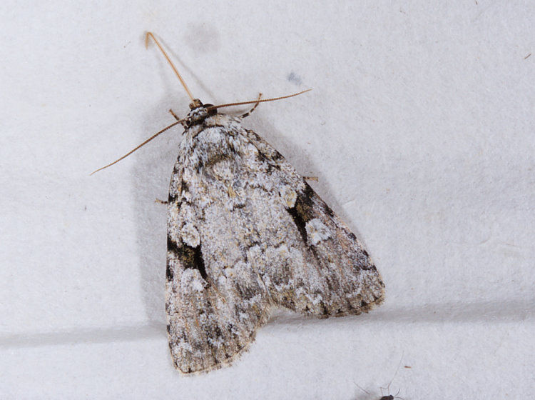 OWC] Subleuconycta calonesiota 