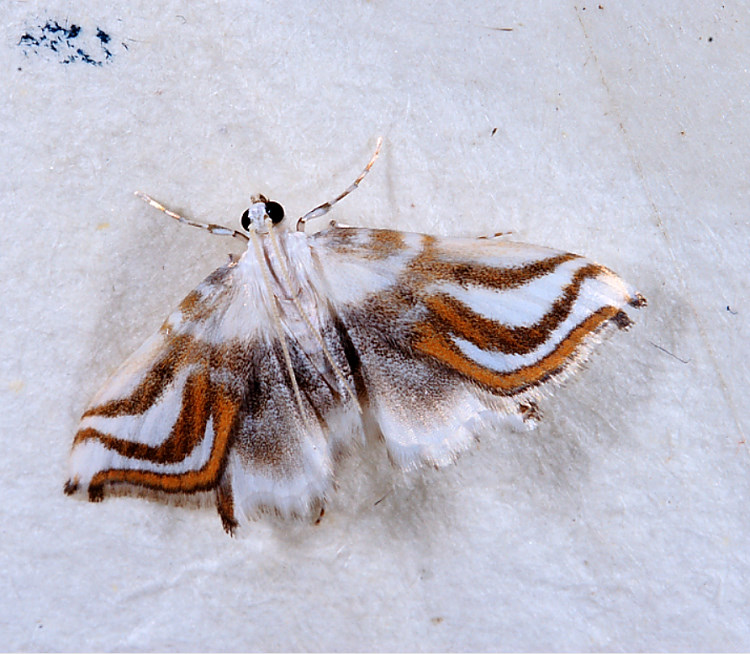  Musotima instrumentalis