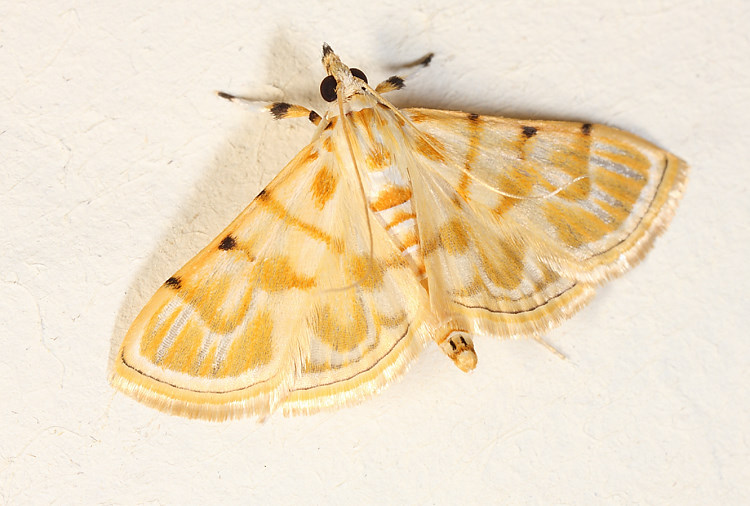 大卷葉野螟屬 Notarcha sp.