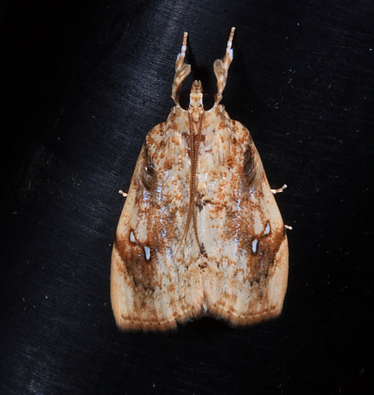 大菜心毛螟蛾 Crocidolomia pavonana